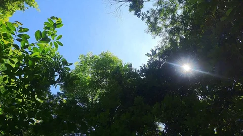 A mata como parte do território · acervo Clube Litoral.